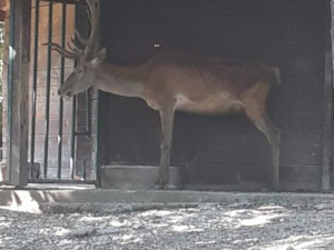 Инспекција у зоо-врту у Бору, кажу да снимци на друштвеним мрежама не одговарају реалности