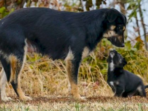 Призори из живота џукца