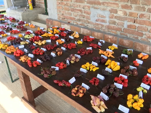 Код Ћуприје узгајају најљућу папричицу на свету, а организује се и „вруће“ такмичење