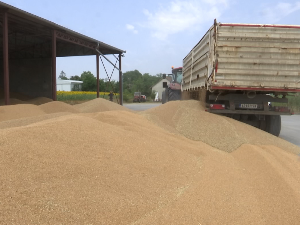 Пшеница стоји на лагеру, без извоза нема повећања цене