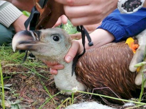 Еко перспективе: Прстеновање белоглавог супа