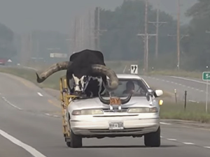 Небраска, бик који седи… на сувозачевом месту