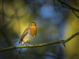 Гласне жице