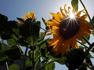 Пријатан летњи дан – температура до 25 степени