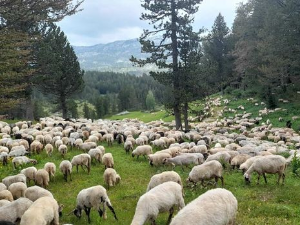 Квадратура круга: Чудесна планина у срцу Црне Горе