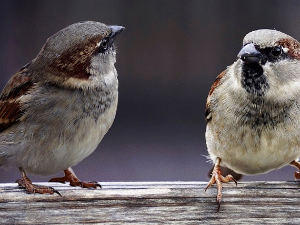 Гласне жице