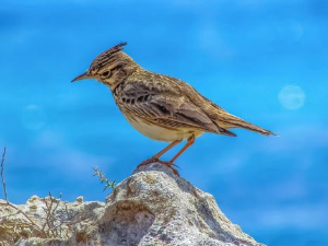 Гласне жице