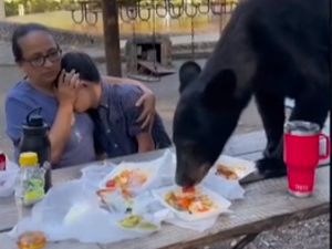 Медвед упао на пикник, излетници остали паралисани од страха