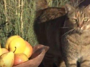 Еко минијатуре: Старе српске сорте - крушка калуђерка