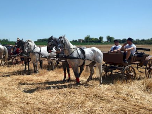 Паноникум: Традиционални жетва у Србобрану