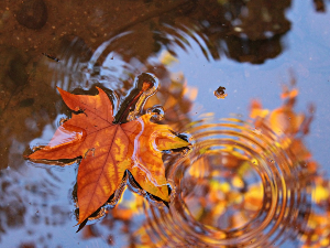 Промена времена, стиже права јесен
