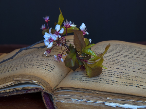 У друштву песника