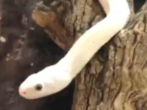 Еко минијатуре: Зоофобија - змија