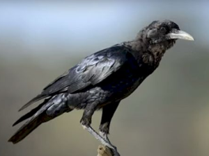 Еко минијатуре: Зоофобија - птице