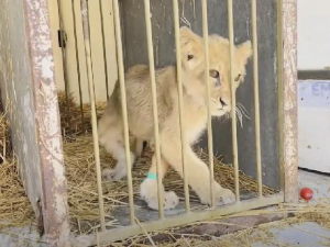 Од десет кријумчарених животиња преживи само једна, међу њима није била Кики