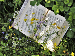 У друштву песника