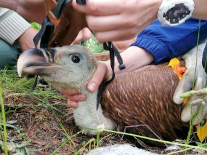 Еко перспективе: Прстеновање белоглавог супа