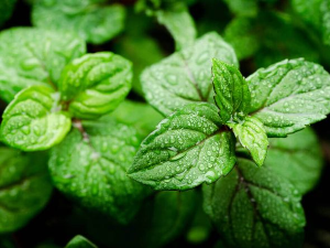 Еко минијатуре