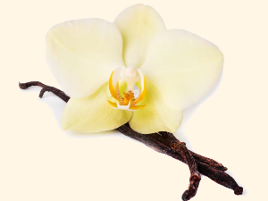 Како је ванила захваљујући дванаестогодишњем дечаку постала најомиљенији зачин на свету