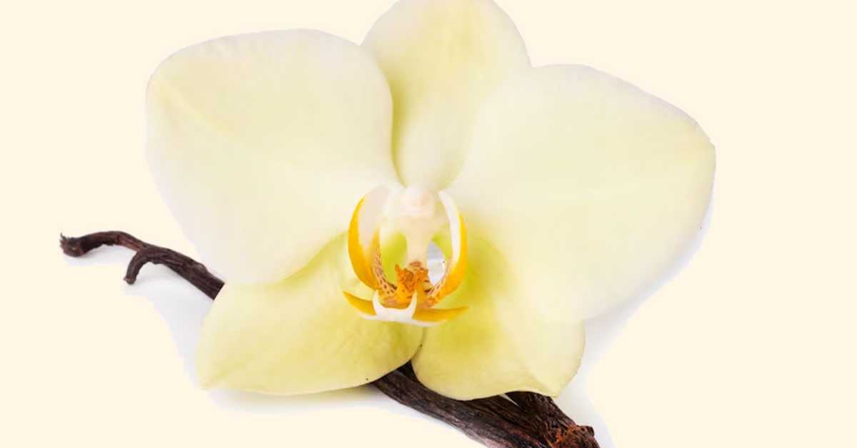 Како је ванила захваљујући дванаестогодишњем дечаку постала најомиљенији зачин на свету