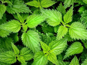 Еко минијатуре: Лековито биље - Коприва