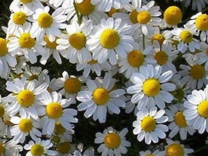 Еко минијатуре: Лековито биље - Камилица