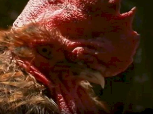 Петао на суду и друге приче