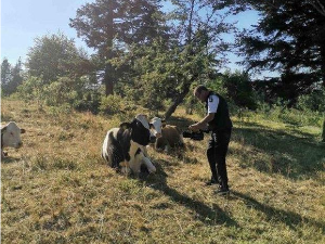 Еко перспективе: Чудновата судбина кравице Славице