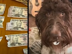 Најскупља вечера у животу – пас појео 4.000 долара