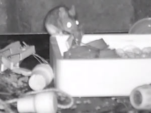 Мистериозна спремачица – миш му сваку ноћ сређивао радни сто у шупи