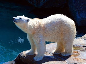 Уколико лед настави да нестаје бели медведи ће умирати од глади  