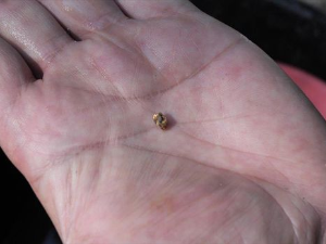 Човек и камен: Злато испирање