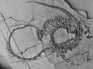 „Ванземаљац“ у камену – у Кини откривен потпуни фосил „змаја“ стар 240 милиона година