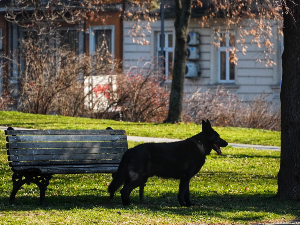 Пролеће у фебруару, температура до 20 степени