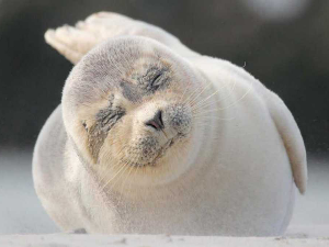 Неустрашиви борци са морских дубина: Европа, 3-4	