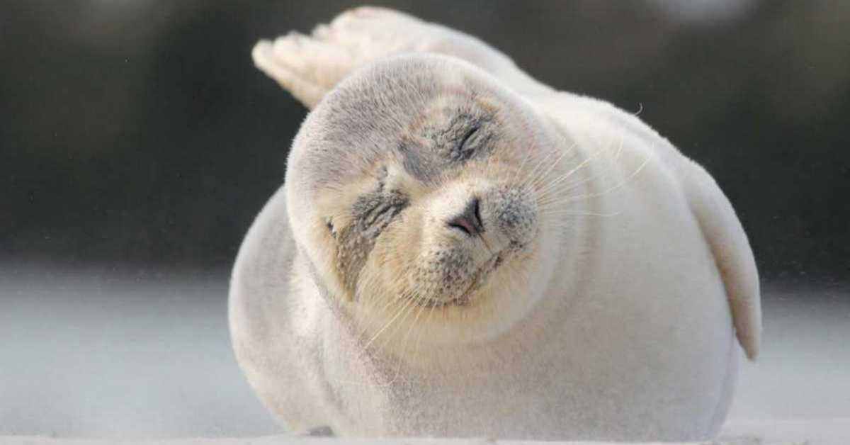 Неустрашиви борци са морских дубина: Европа, 3-4	