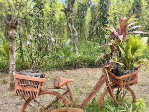 Еко минијатуре/ лековито биље-Бибер