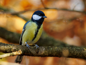 Гласне жице