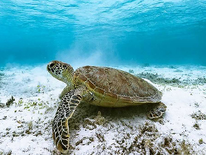 Чувари великог коралног гребена:  Корњаче са острва Рејн, 1/3