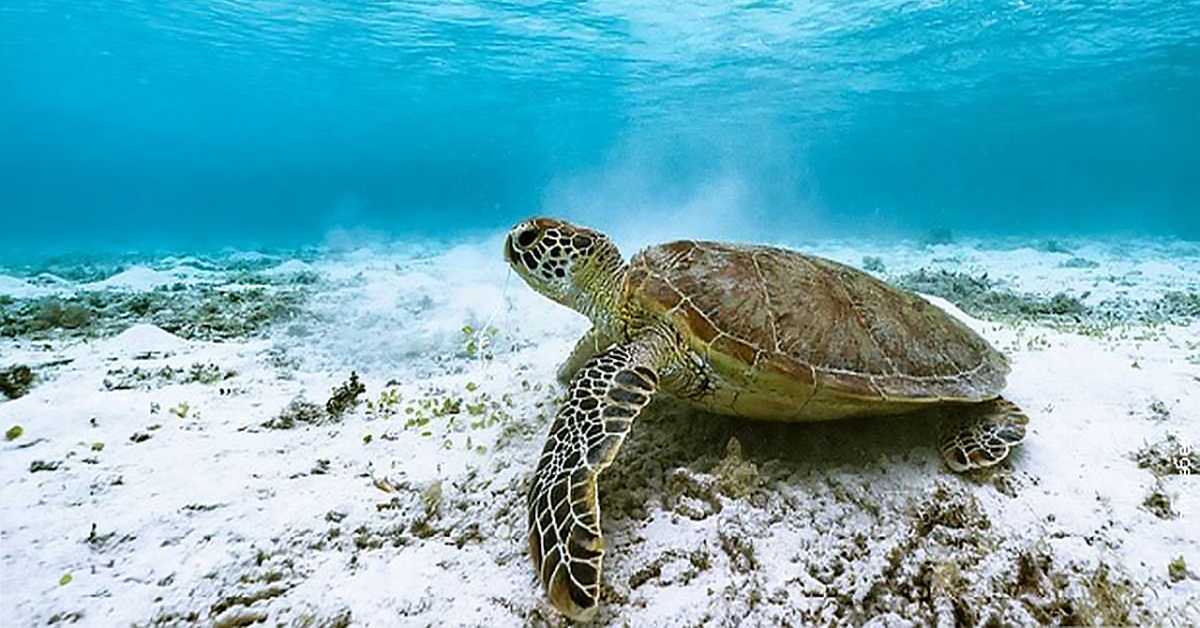 Чувари великог коралног гребена:  Корњаче са острва Рејн, 1/3