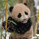 Клима да нам штима:	Медведи