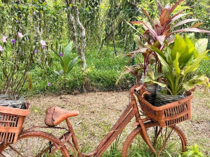 Еко минијатуре: Лековито биље - босиљак