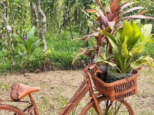 Еко минијатуре: Лековито биље - Валеријана