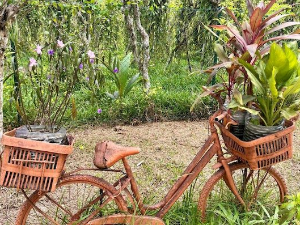 Еко минијатуре: Лековито биље – биљкама против гојазности