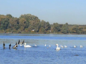 Еко перспективе: Свет у капи воде