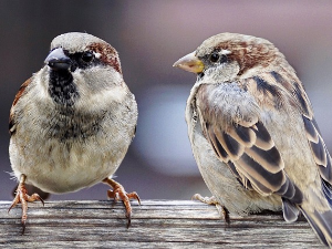 Гласне жице