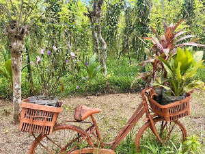 Еко минијатуре/лековито биље-Босиљак