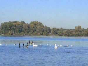 Еко перспективе: Свет у капи воде
