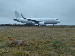 Приче о животињама са аеродрома
