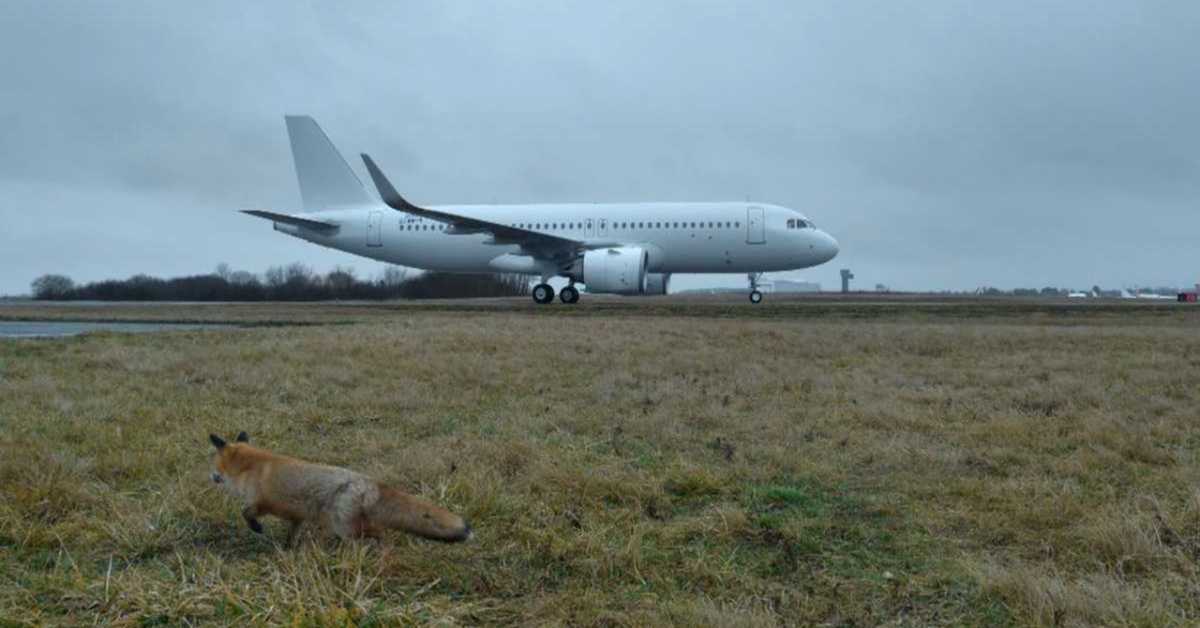 Приче о животињама са аеродрома